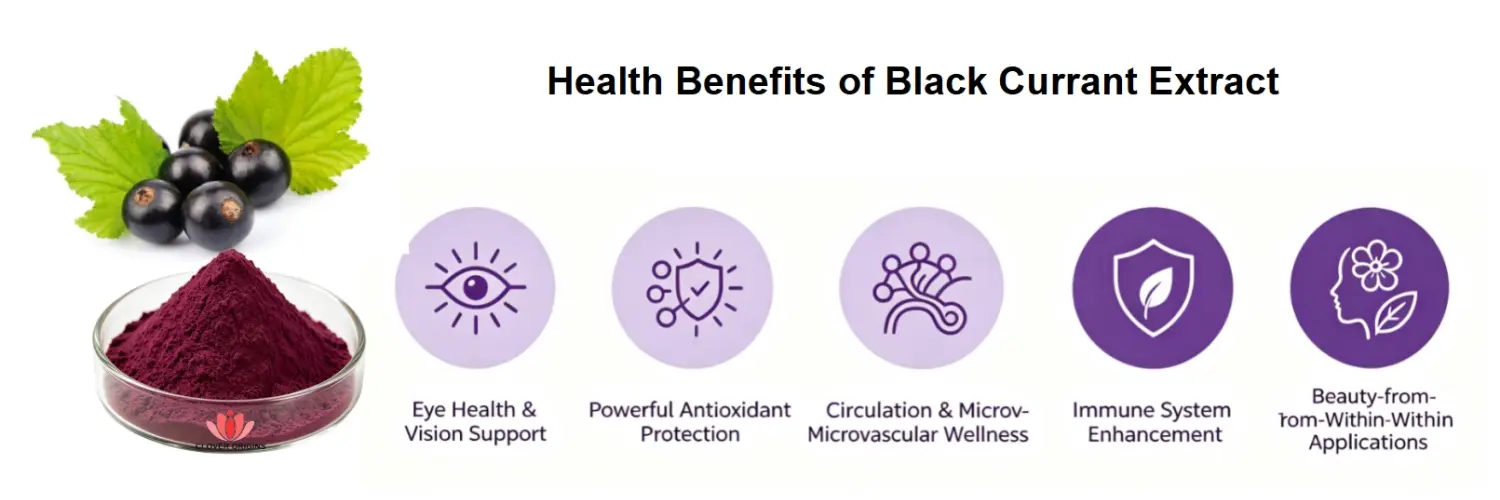 Health Benefits of Black Currant Extract Health Benefits of Black Currant Extract