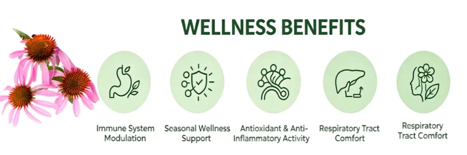 Benefits of Echinacea Purpurea Extract Benefits of Echinacea Purpurea Extract