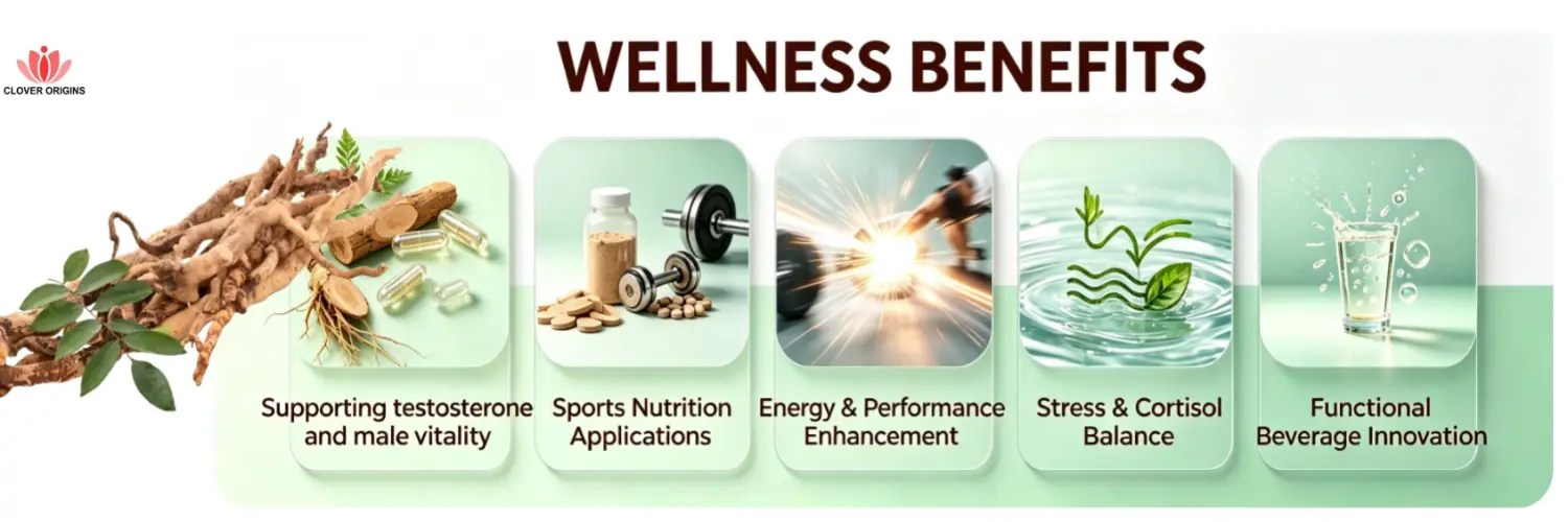Benefits of Tongkat Ali Root Extract