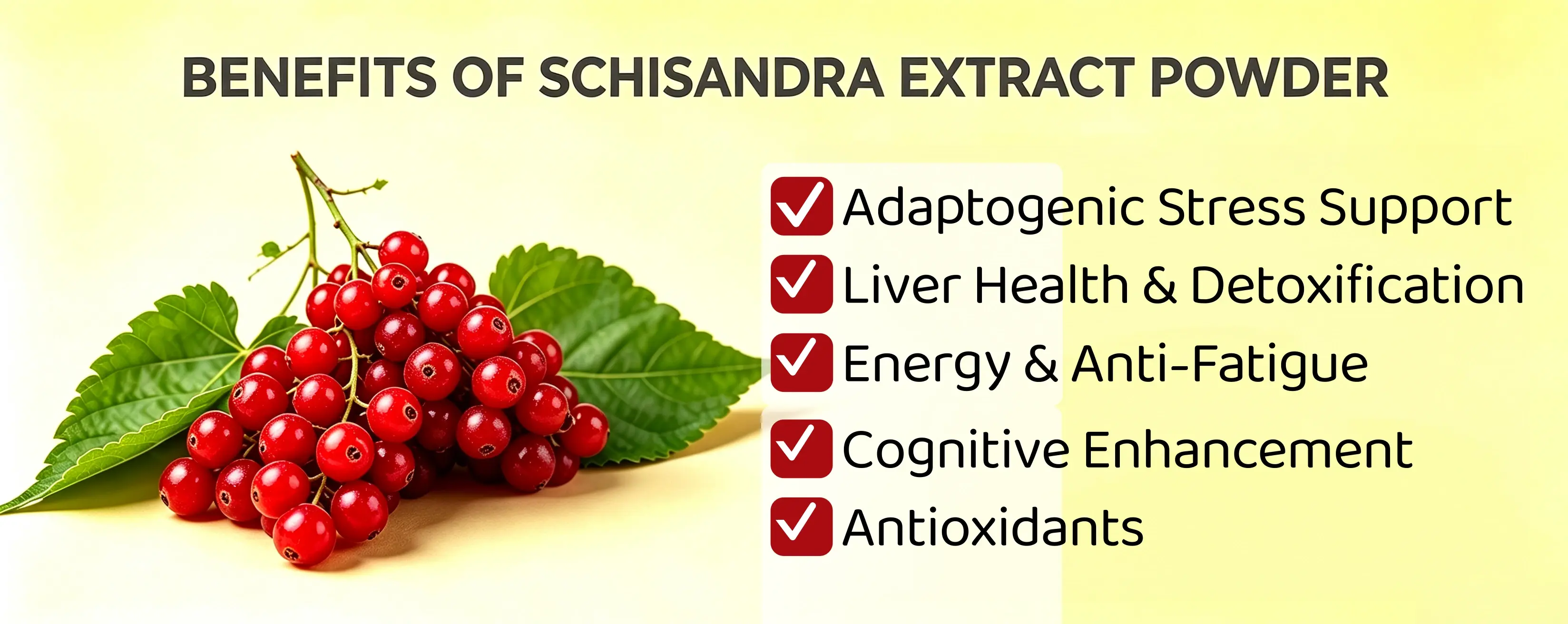 Benefits of Schisandra Extract Powder Benefits of Schisandra Extract Powder