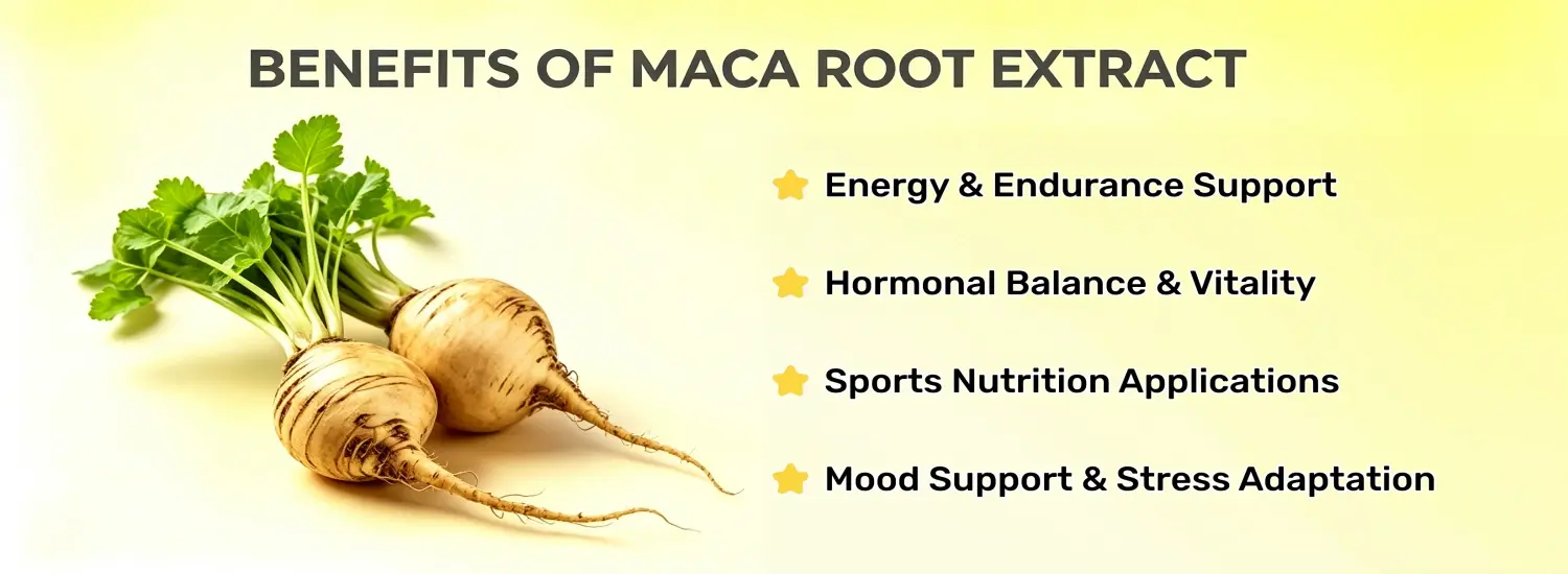 Benefits of Maca Root Extract Benefits of Maca Root Extract