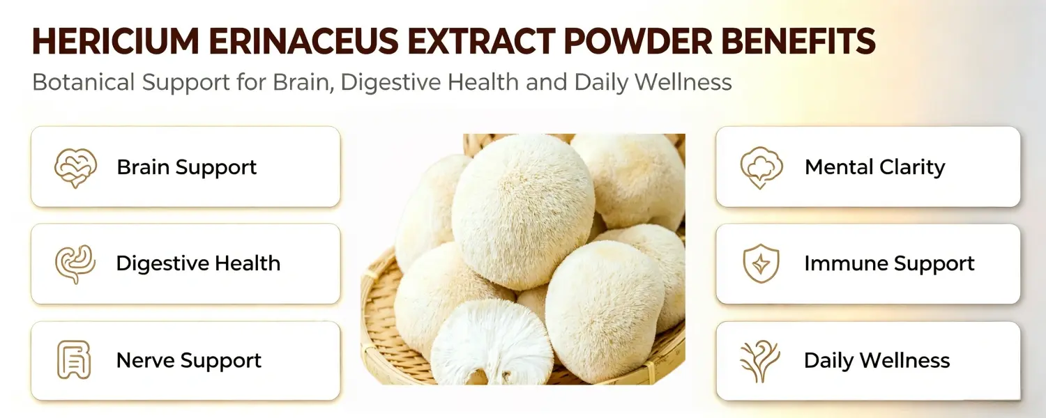 HERICIUM ERINACEUS EXTRACT POWDER BENEFITS