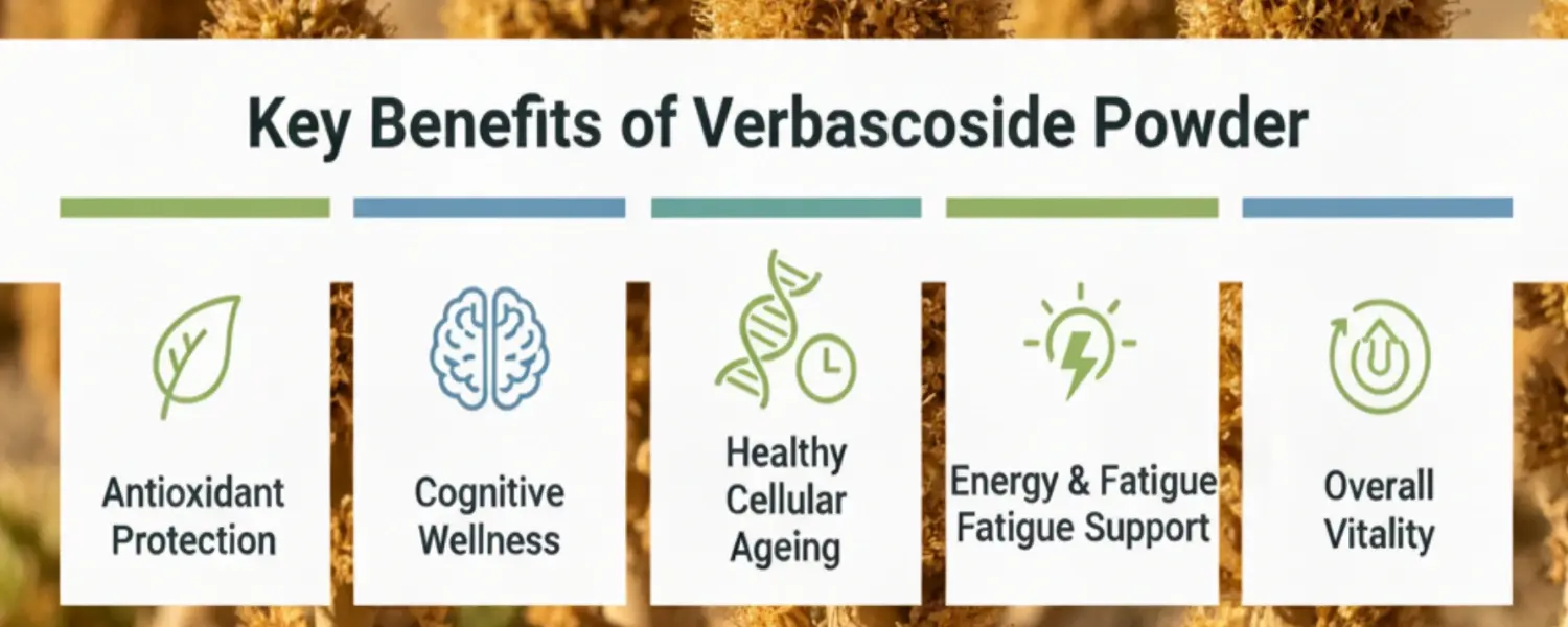 Benefits of Verbascoside powder Benefits of Verbascoside powder