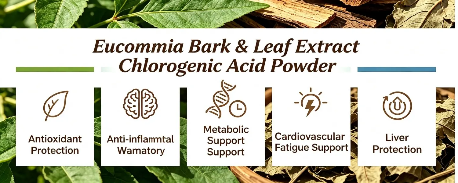 Benefits of Chlorogenic Acid