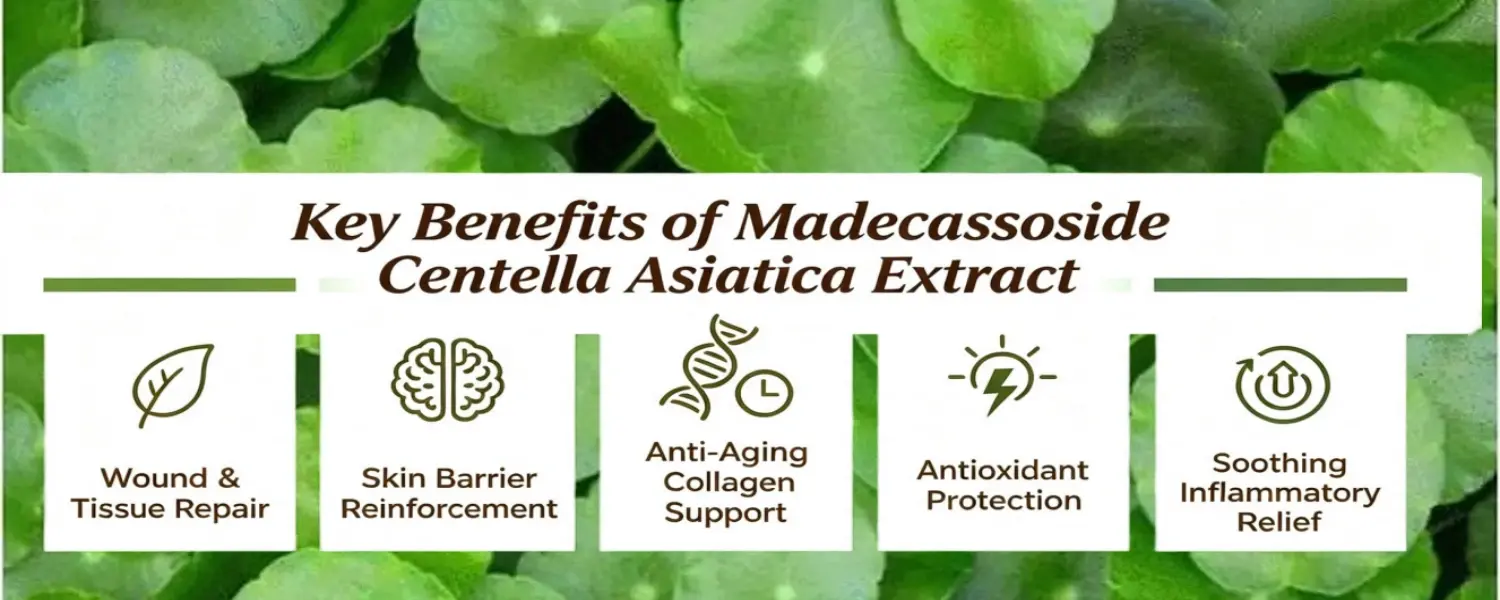 Benefits of Centella Asiatica Extract Benefits of Centella Asiatica Extract