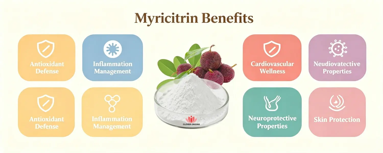 Benefits of Myricitrin Powder Benefits of Myricitrin Powder