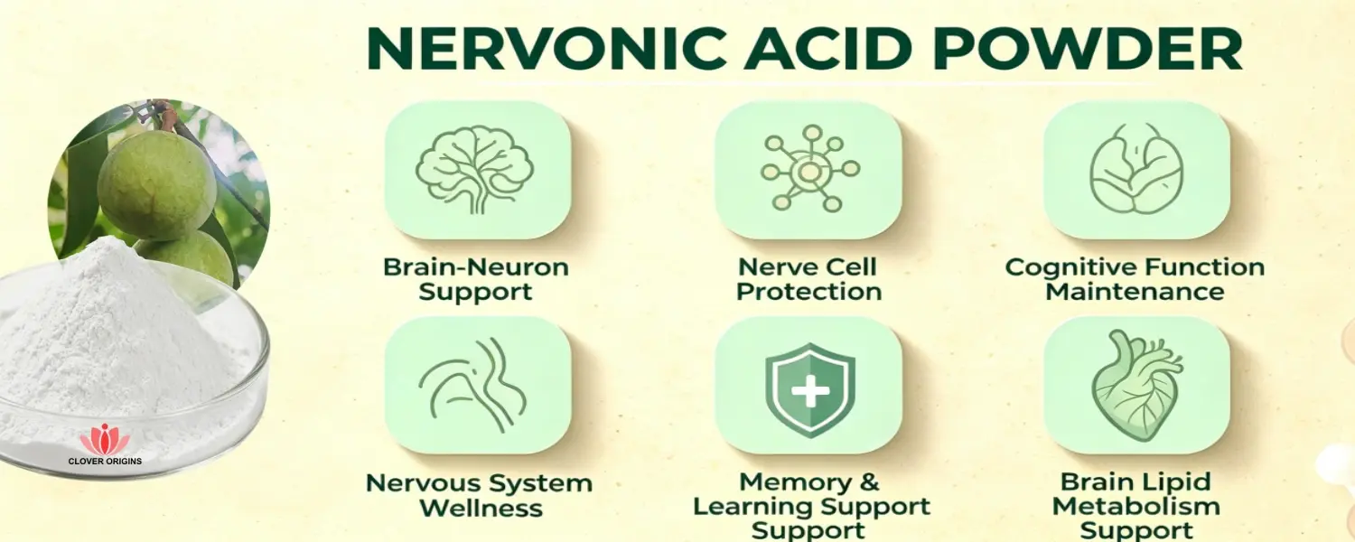 Benefits of Nervonic Acid Powder Benefits of Nervonic Acid Powder