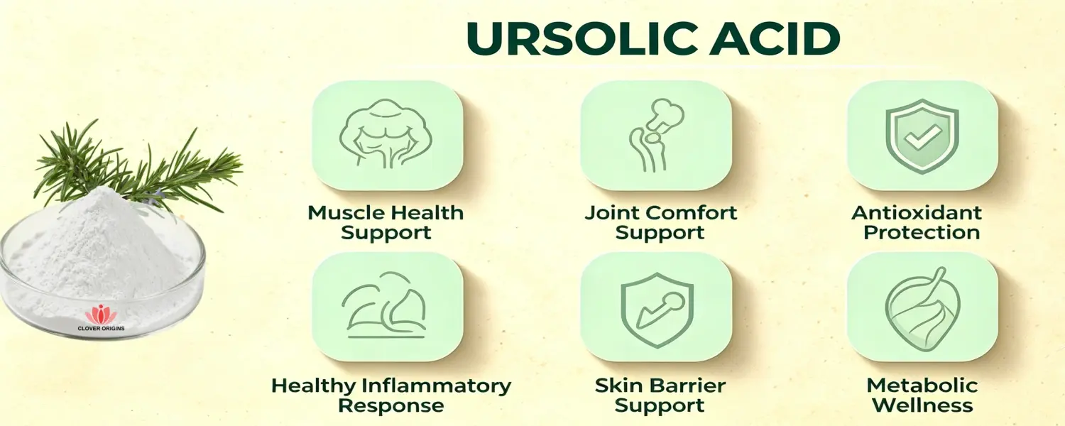 Benefits of Ursolic acid 98% Powder