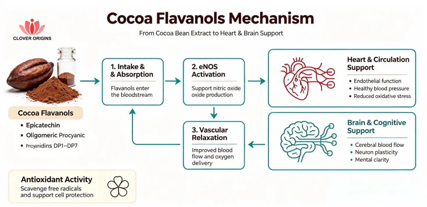 Cocoa Flavanols Mechanism Cocoa Flavanols Mechanism