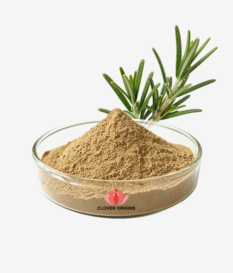 Everything You Need to Know About Rosemary Extract