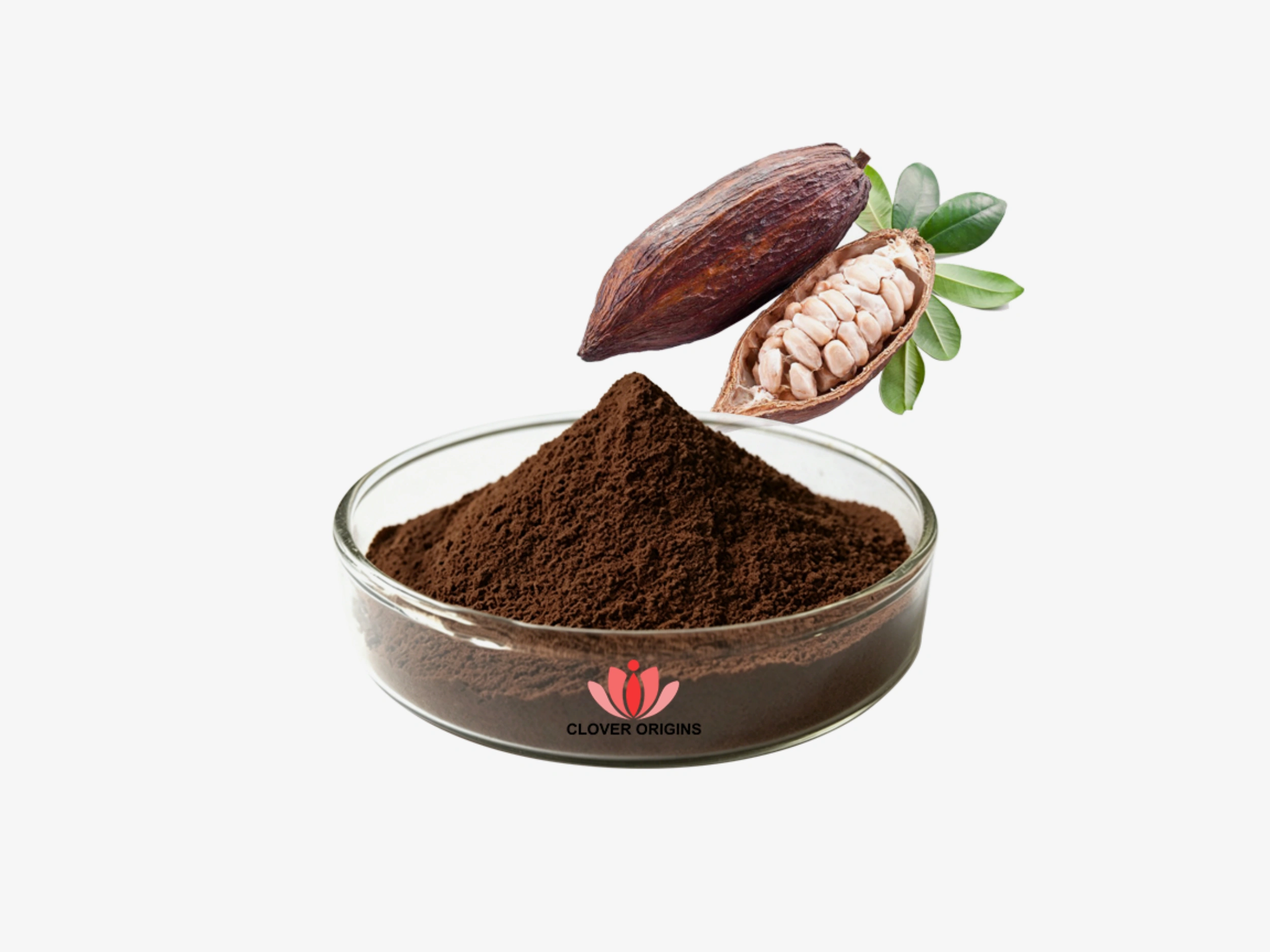 Cacao Powder, Cocoa Powder & Cocoa Bean Extract: A Complete Guide for Nutrition and Supplement Applications