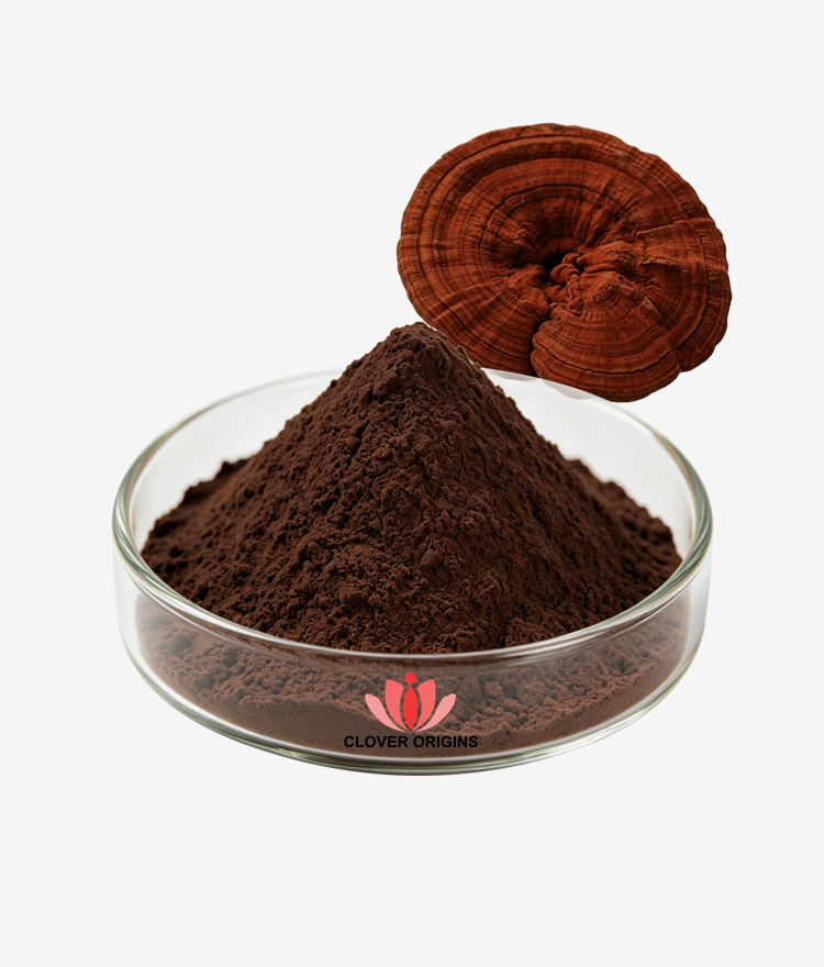 Best Reishi Spore Powder