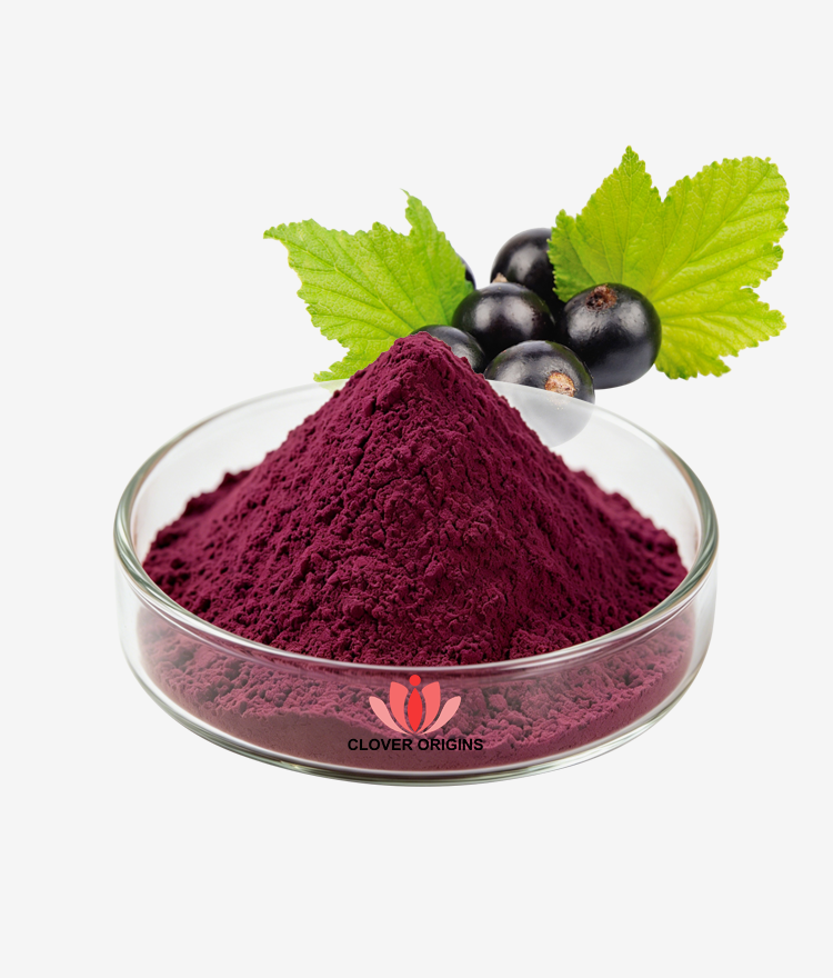 Black Currant Extract Powder
