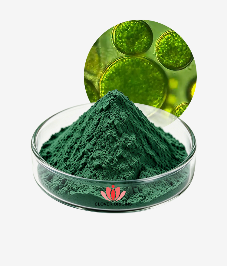 Chlorella Powder
