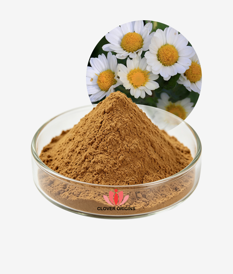 Chrysanthemum Extract Powder