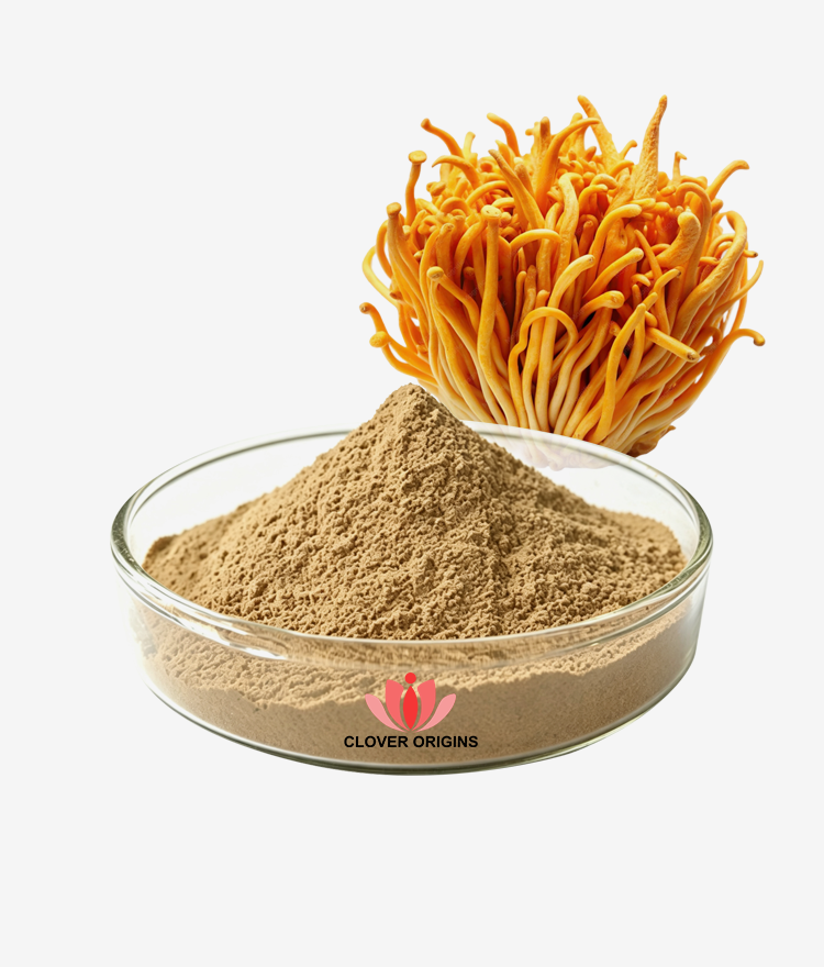 Cordyceps Militaris Extract