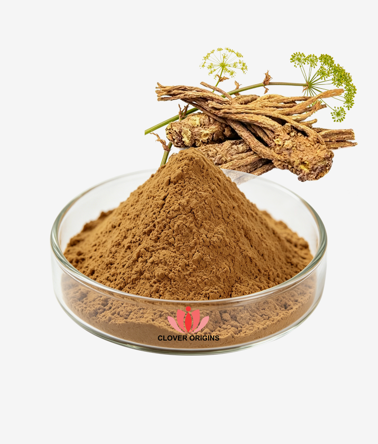 Dong Quai Extract Powder