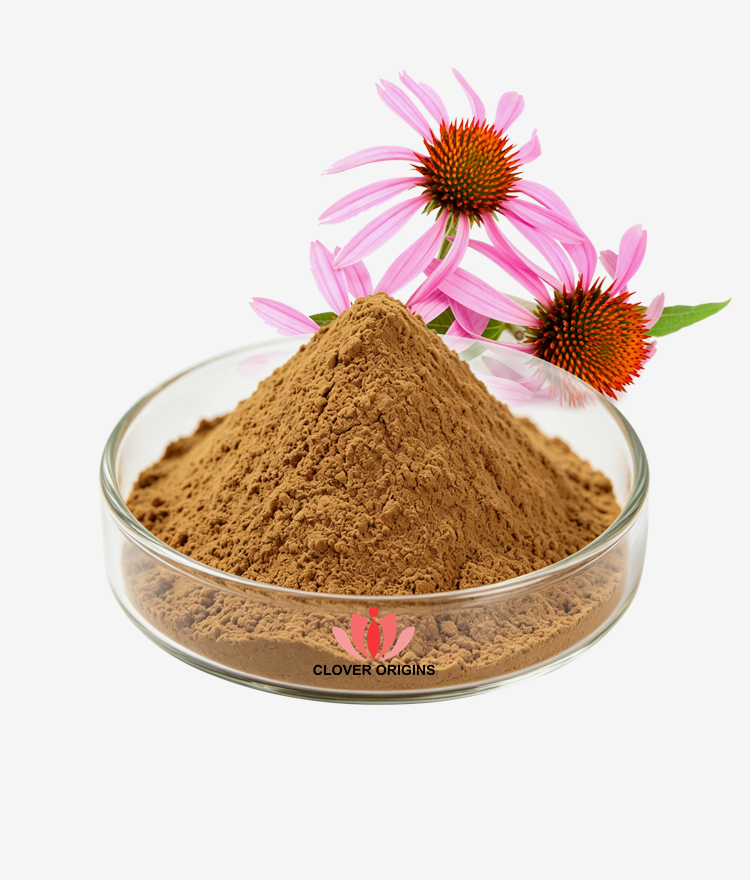 Echinacea Purpurea Extract Powder