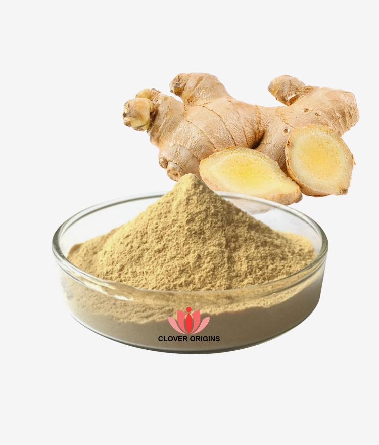 Ginger Extract Powder