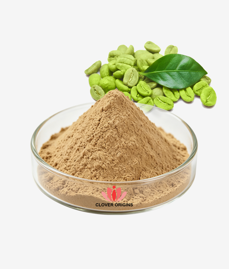 Green Coffee Extract Powder