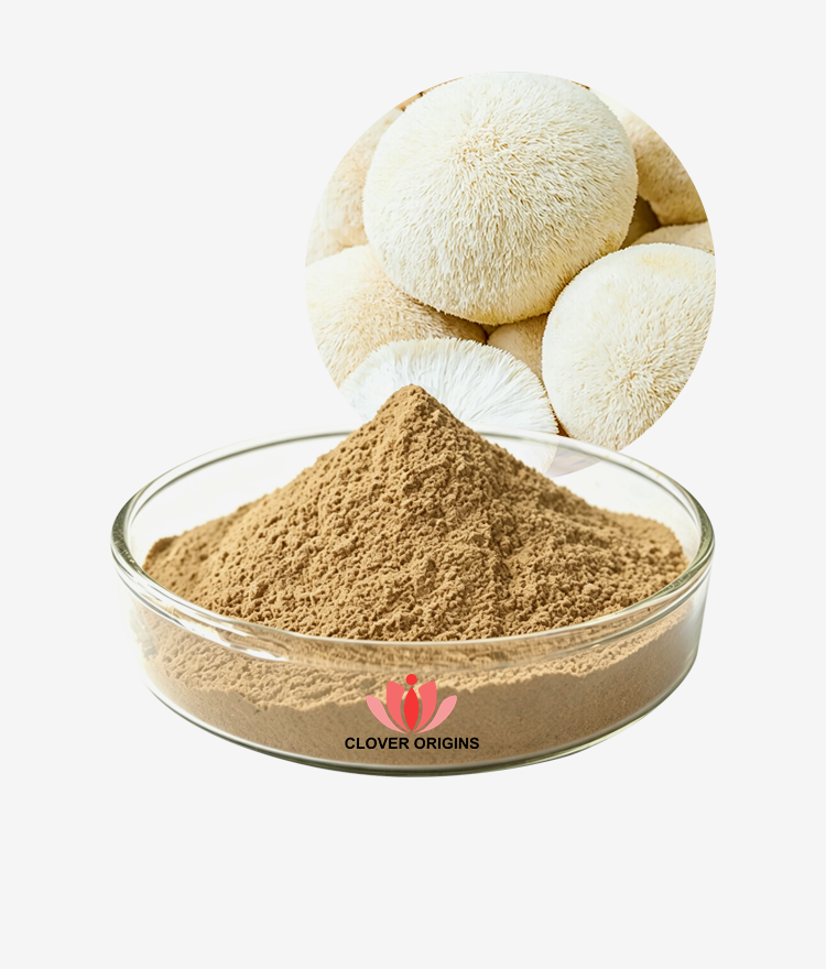 Hericium erinaceus Extract Powder