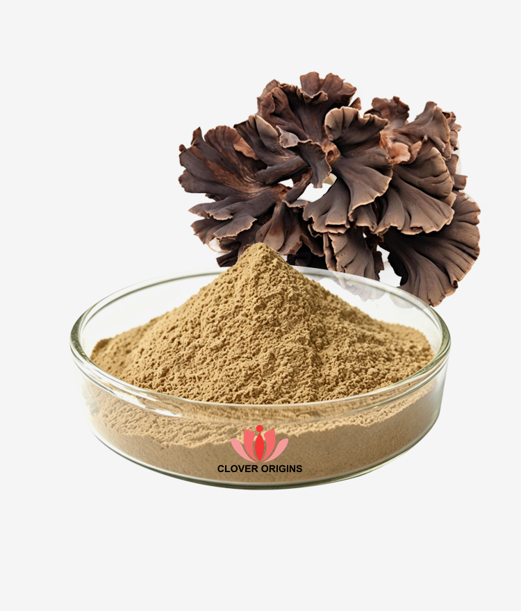 Maitake Extract Powder