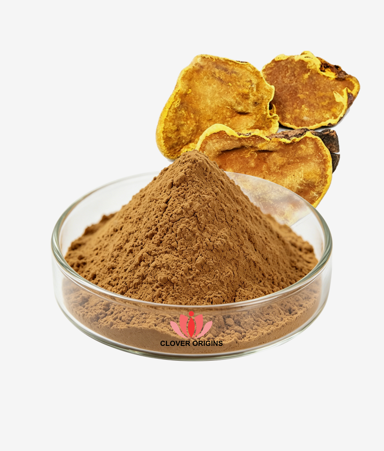 Phellinus Linteus Extract
