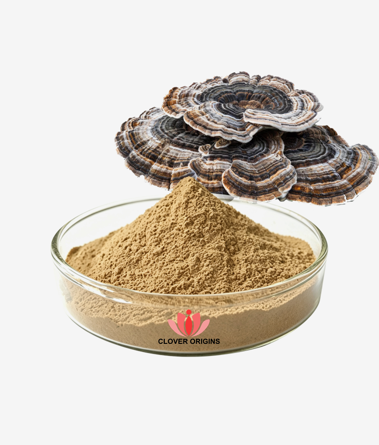 Turkey Tail Extract