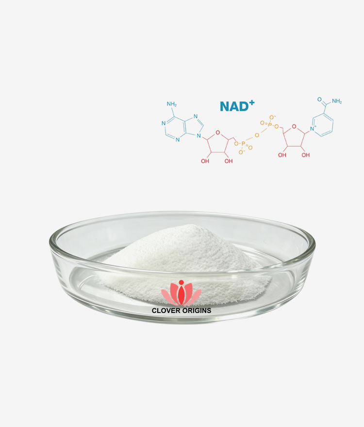 β-NAD